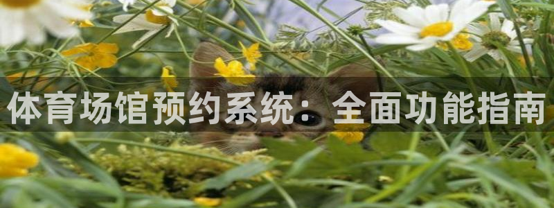 尊龙官方网站：体育场馆预约系统：全面功能指南