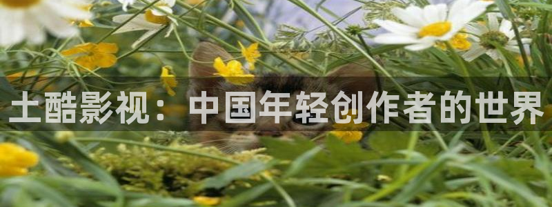 韩国限制级电影顶楼的大象：土酷影视：中国年轻创作者的世界